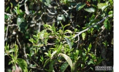 普洱茶探秘:很多古茶树早年被砍伐现在悔死,留下来